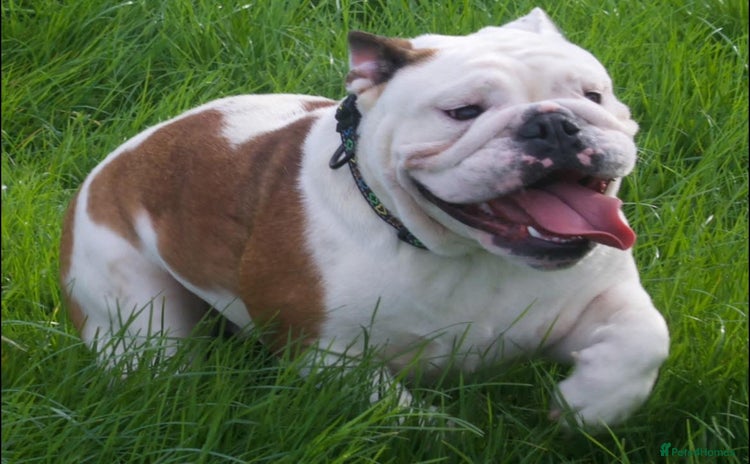 English Bulldog dogs - Advert 1