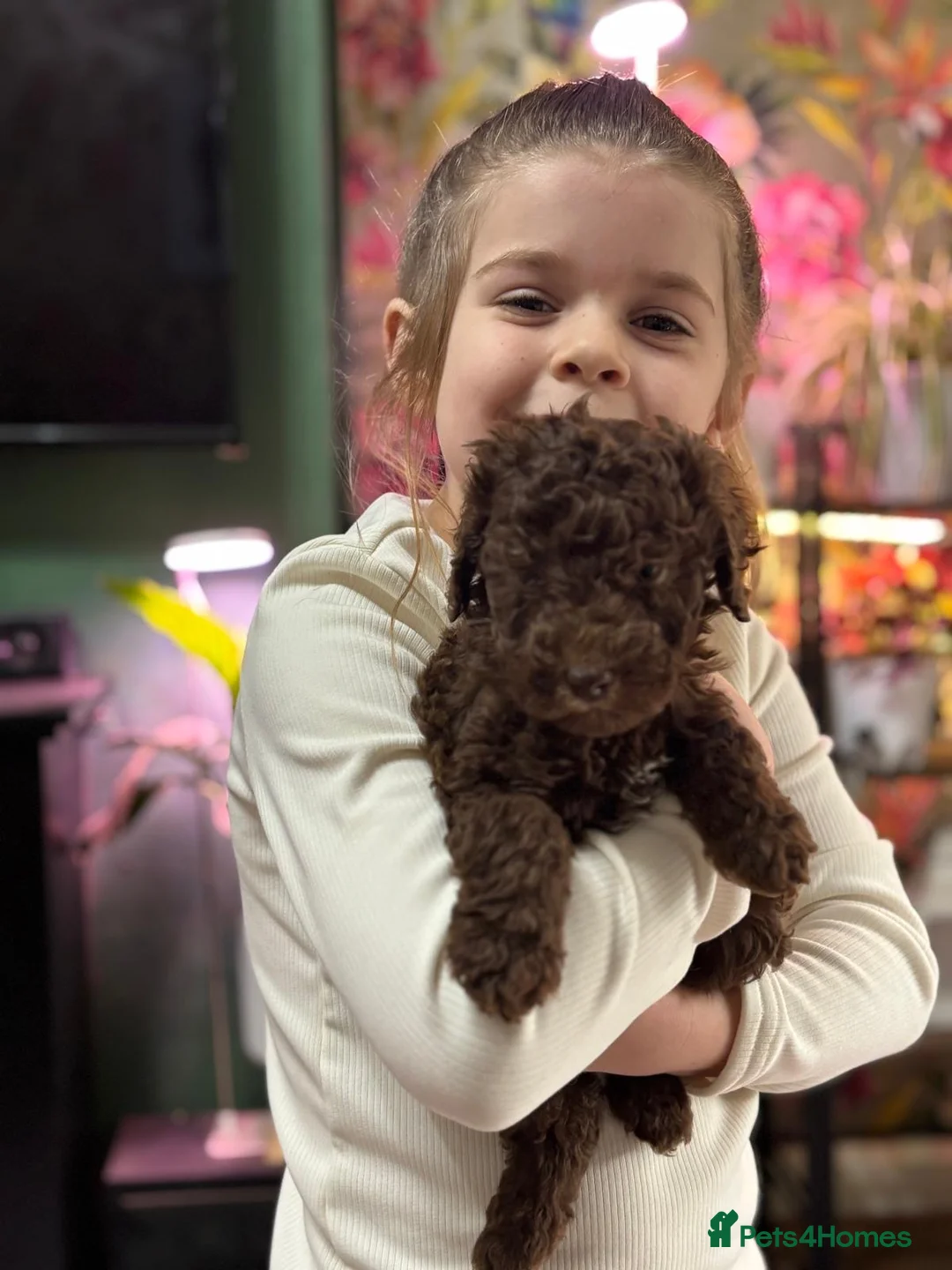 Poodle dogs for sale: Poodle (Moyen) - Advert 5