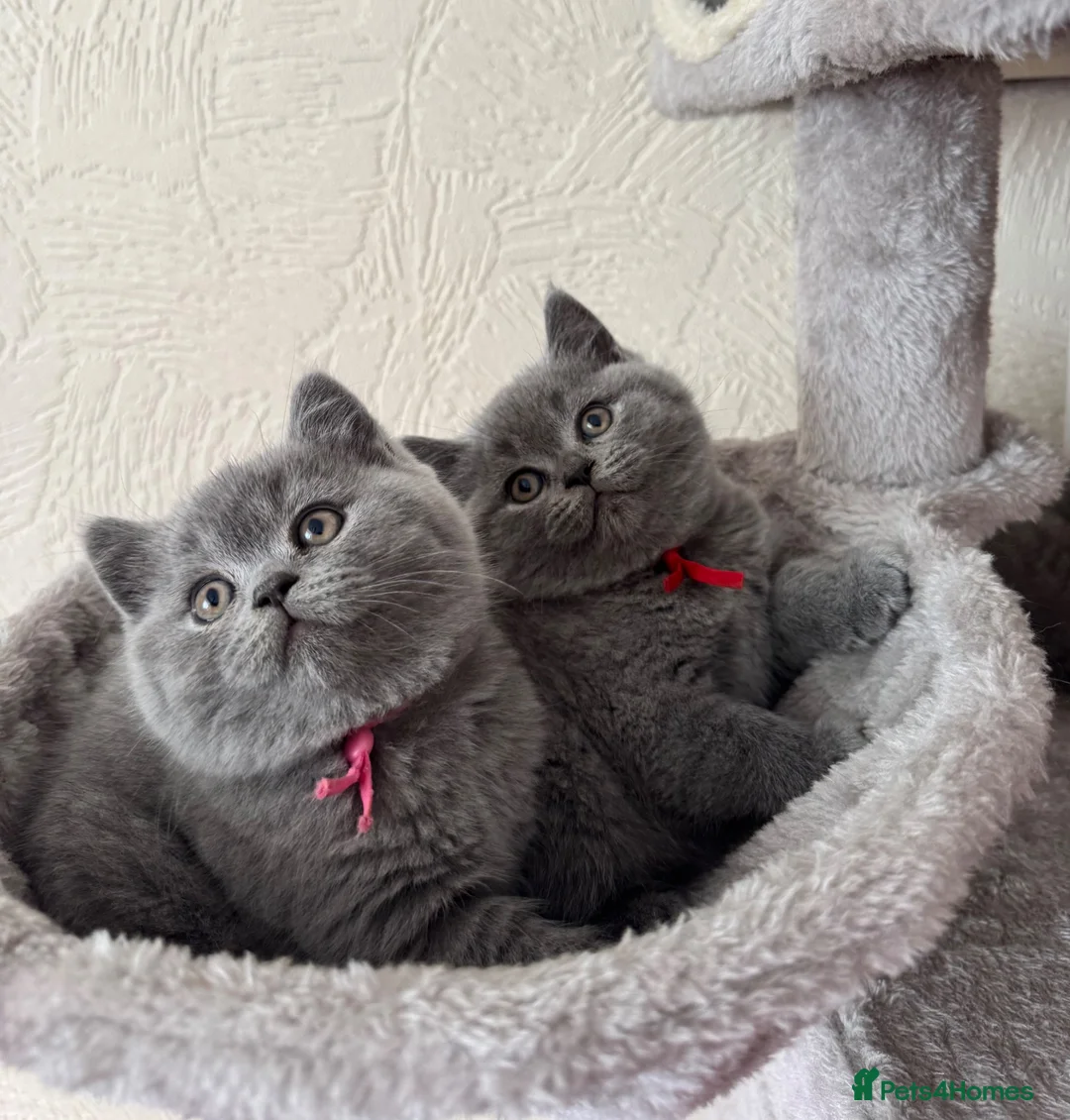 British Shorthair cats for sale: GCCF Registered Britsh Shorthair kittens - Advert 1