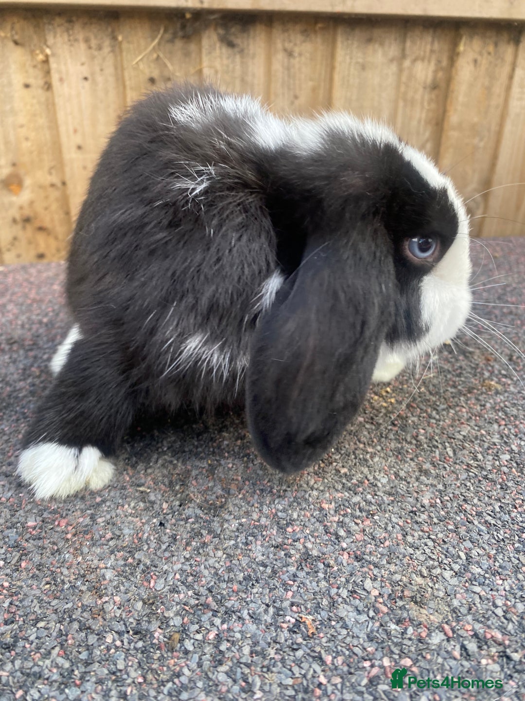 Mini Lop rabbits for sale: Mini lops  - Image 10