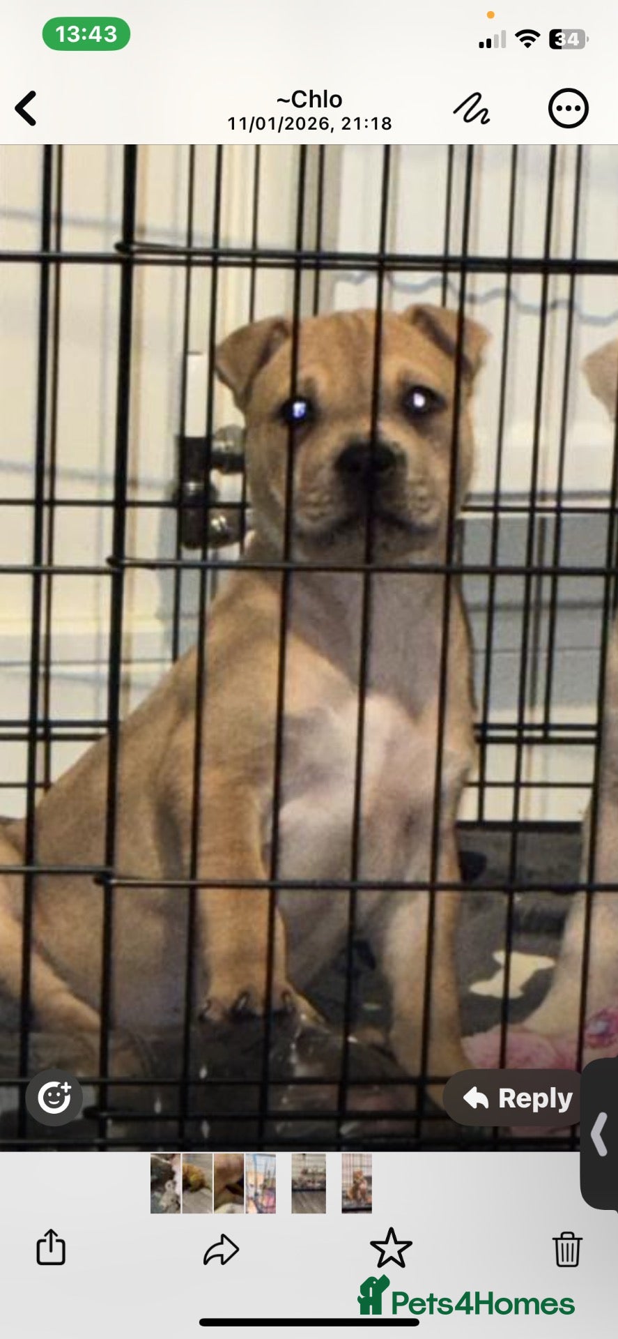 Mixed Breed dogs 10 month old bullpei  - Advert 3