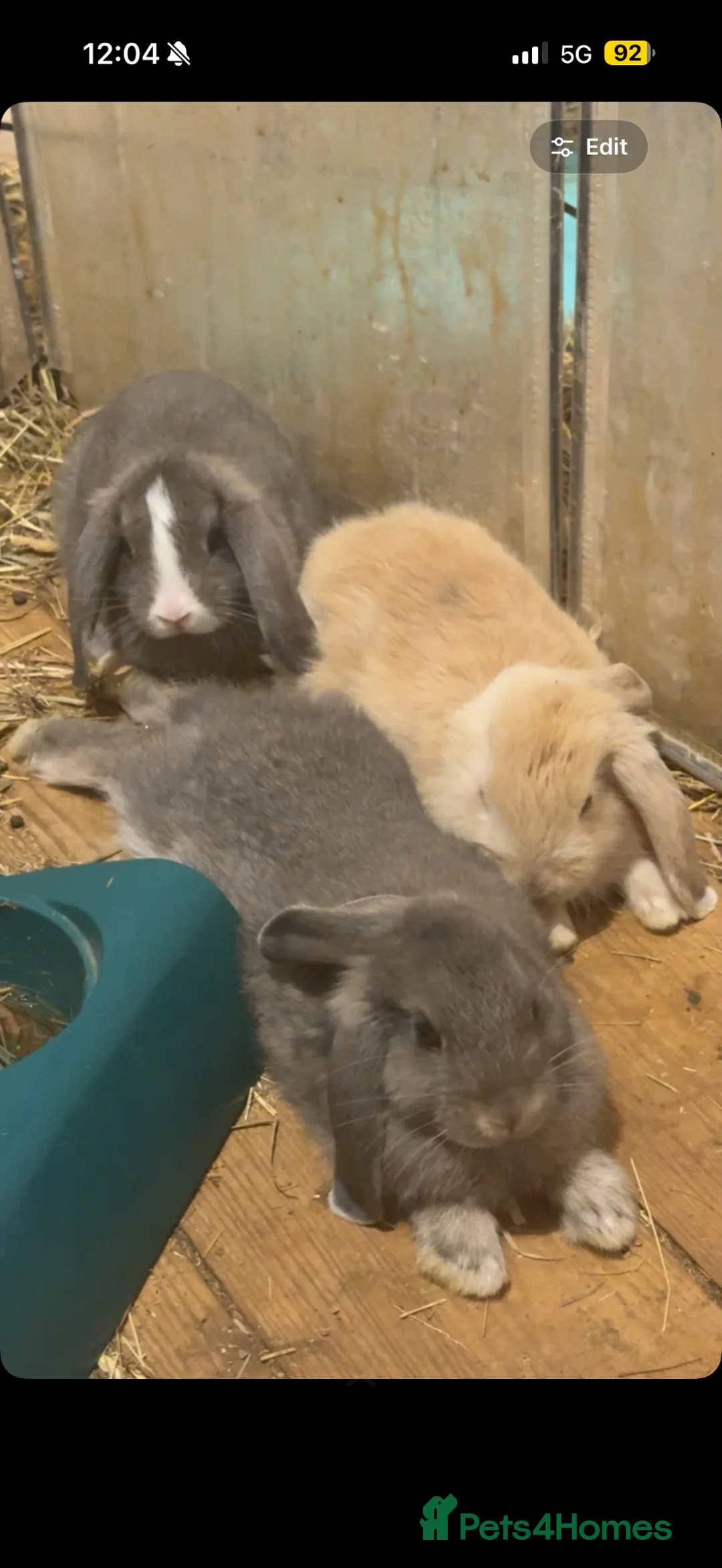 Mixed Breed rabbits for sale: Rabbits looking for their forever home - Advert 5