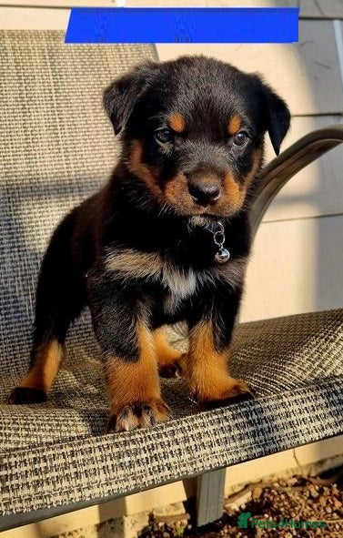 Rottweiler dogs for sale: Friendly family raised Rotties pups in Mansfield - Advert 4