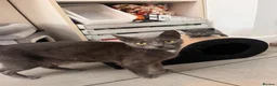 Mixed Breed cats for sale: Russian blue cross babies!  in Winchester - Advert 6