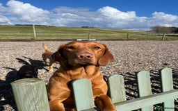 Labrador Retriever dogs for sale: Labrador Retriever Puppies, one male available.  - Image 5