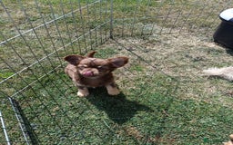 Chihuahua dogs for sale: Stunning Chihuahua puppies - Image 5