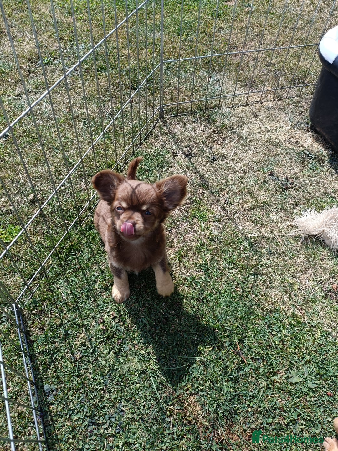 Chihuahua dogs for sale: Stunning Chihuahua puppies - Image 5