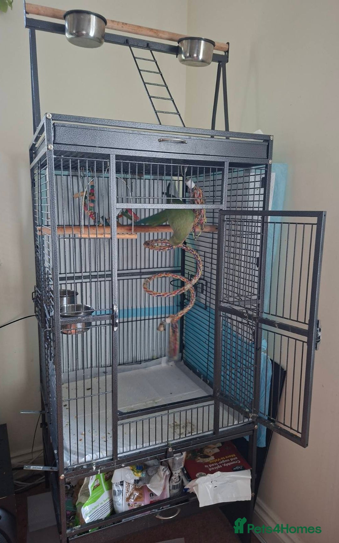 Ringnecks birds for sale: 2 year old male Indian Ringneck parrot - Advert 9