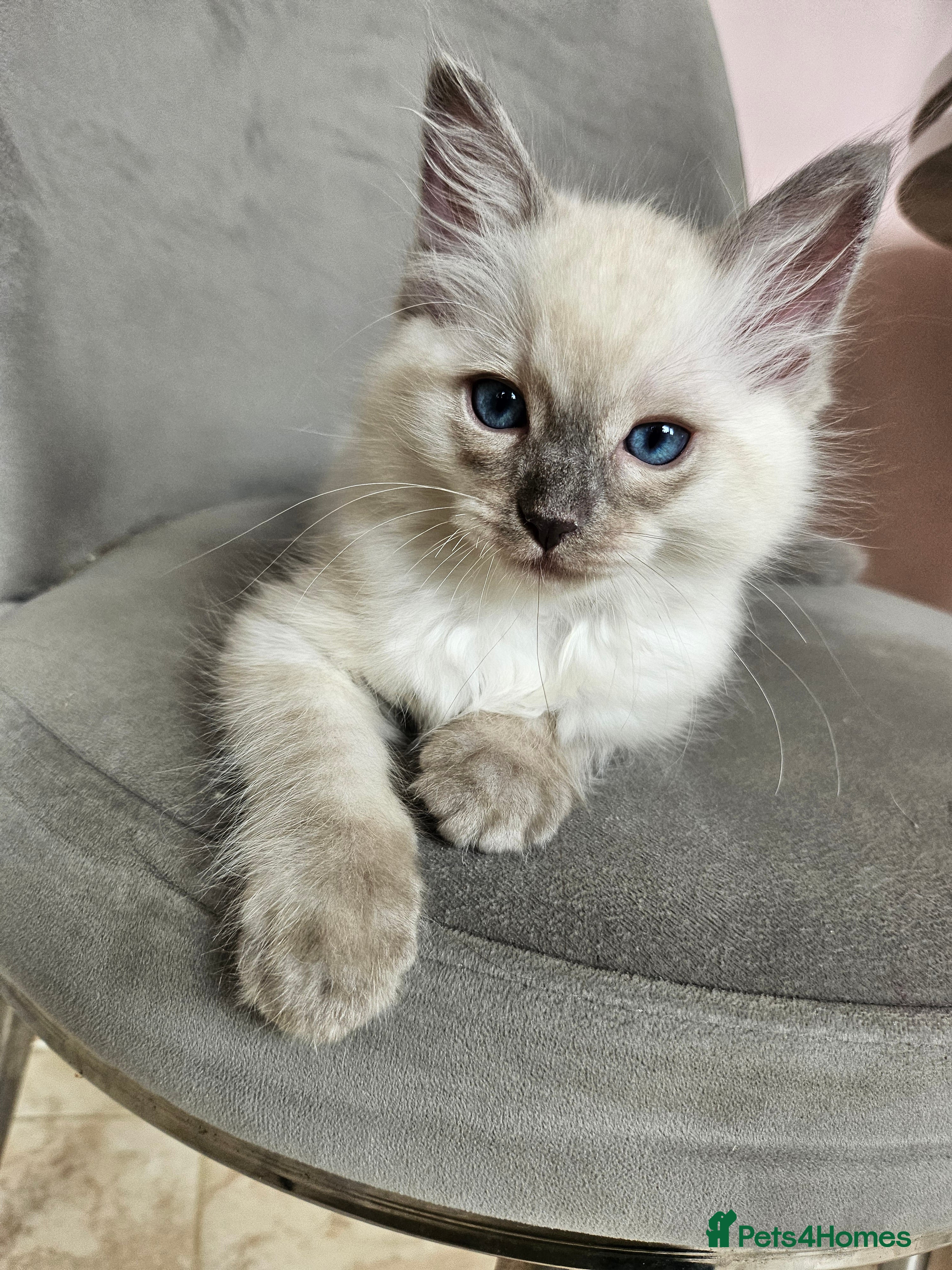 Ragdoll cats Ragdoll blue girl - Advert 2