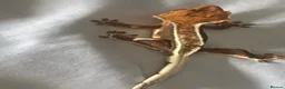 Gecko reptiles for sale: Baby gargoyle geckos and baby cresties lilys etx - Advert 21