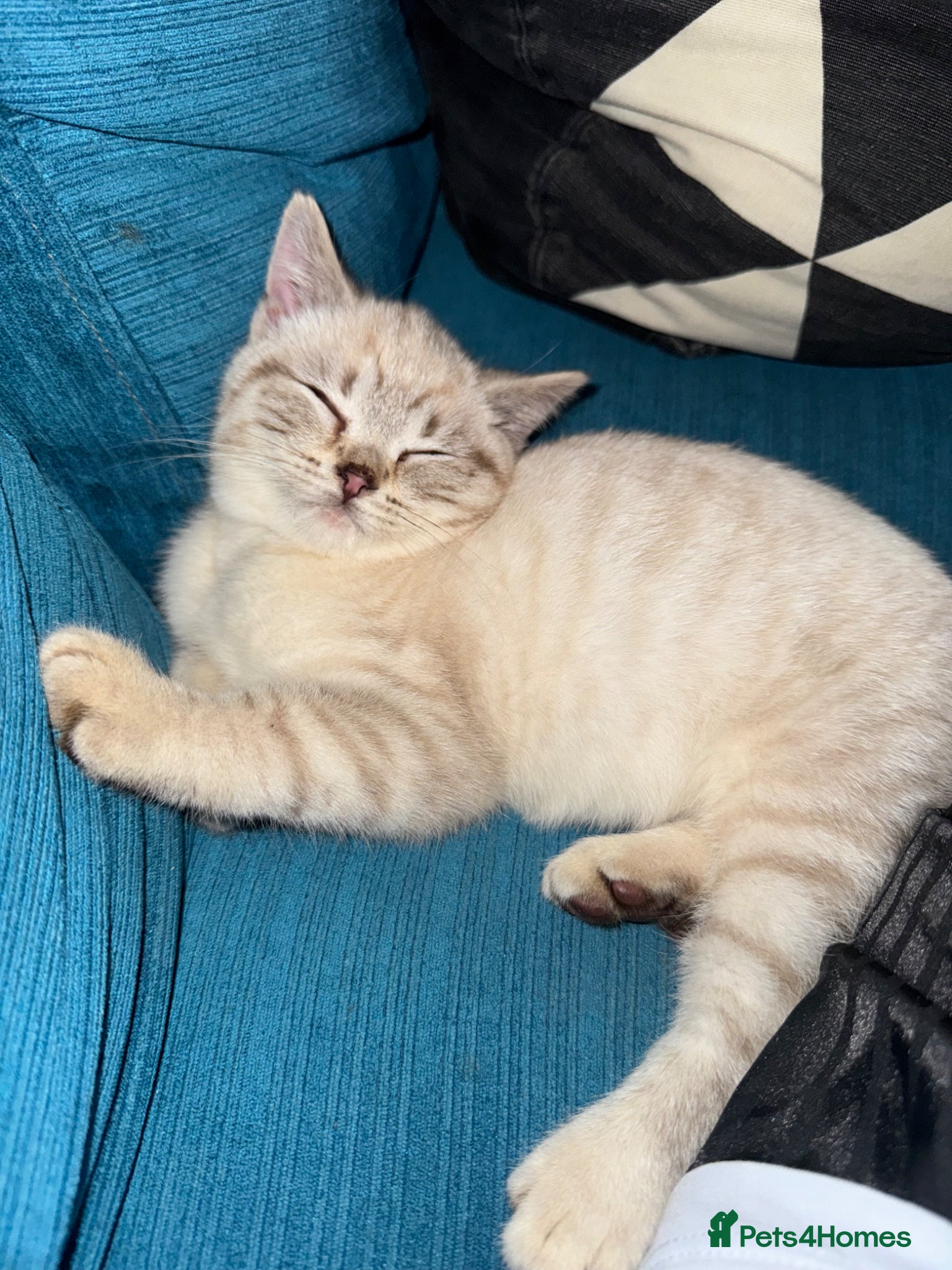 British Shorthair cats for sale: Female British shorthair kitten  - Advert 5