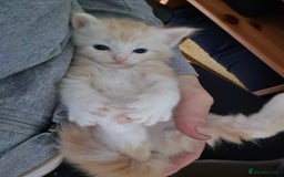 Maine Coon cats for sale: Fluffy ginger and cream maine coon cross kittens - Image 9