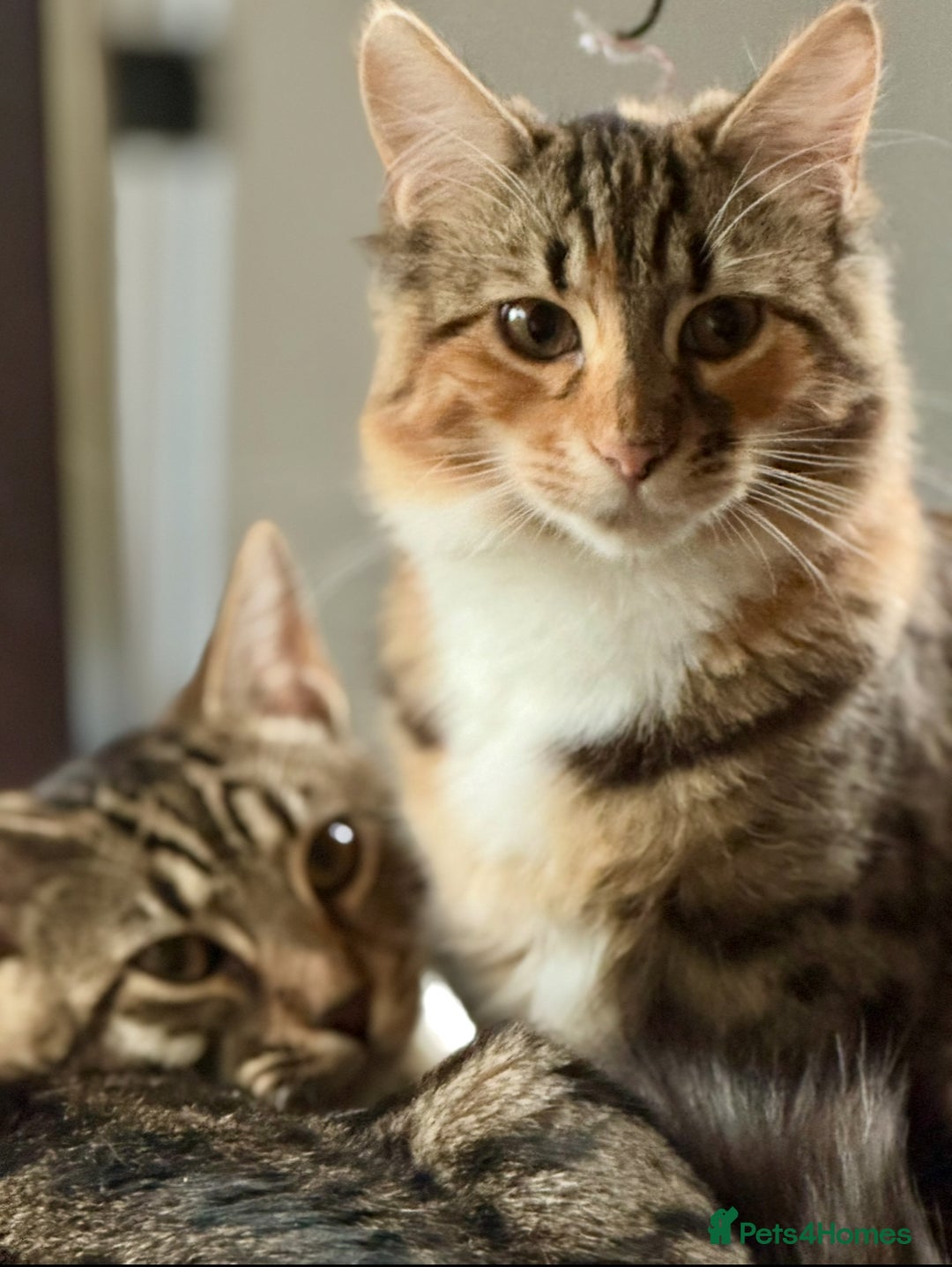 Mixed Breed cats for sale: Gorgeous mixed bengal cats looking for a new home. - Advert 4