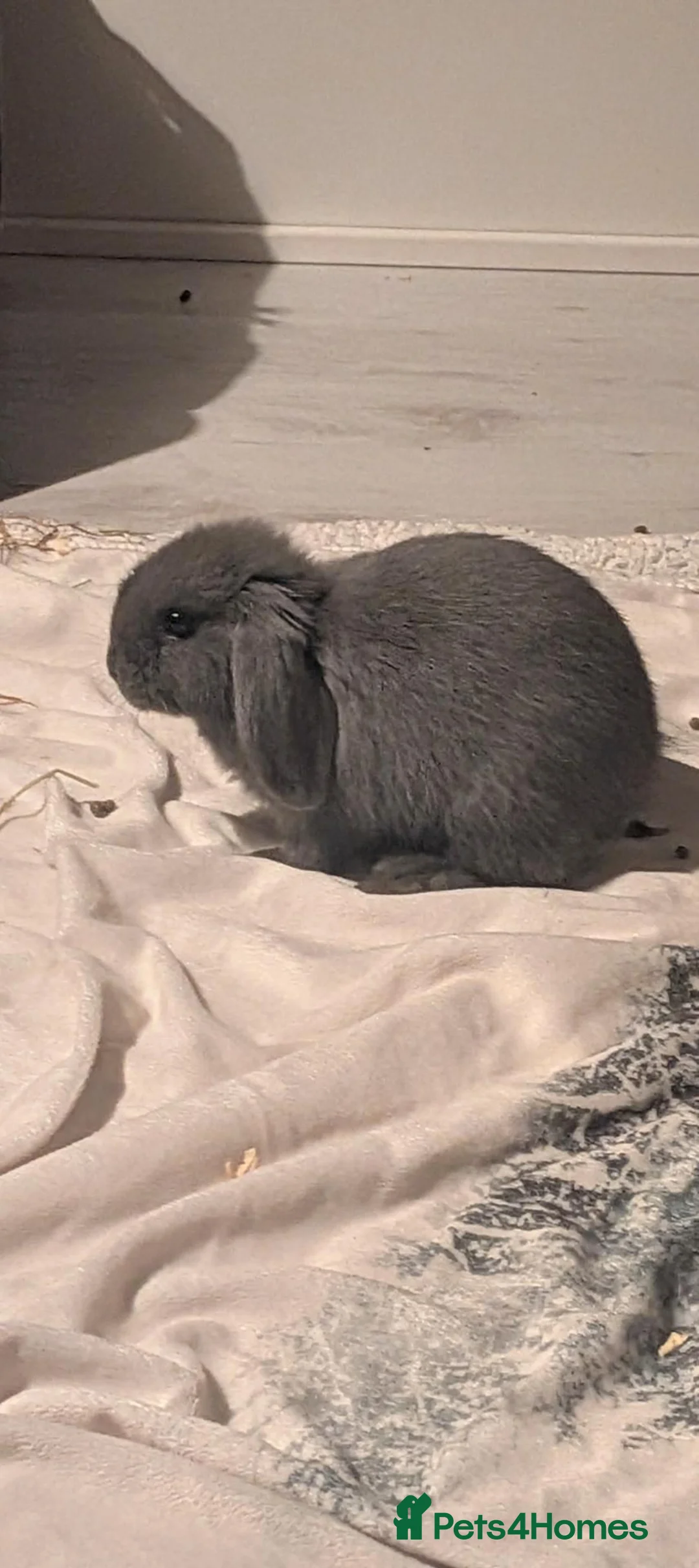 Mini Lop rabbits for sale: Mini lops for sale - Advert 7