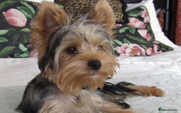 Yorkshire Terrier dogs for sale: Beautiful Yorkshire Terrier for Rehome - Image 3