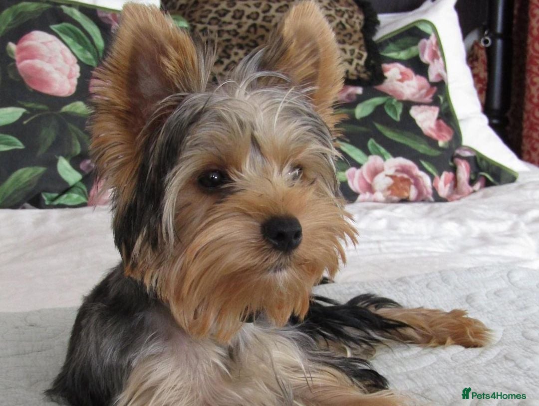 Yorkshire Terrier dogs for sale: Beautiful Yorkshire Terrier for Rehome - Image 3