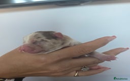 Chihuahua dogs for sale: Cup Chihuahua mini - Image 31