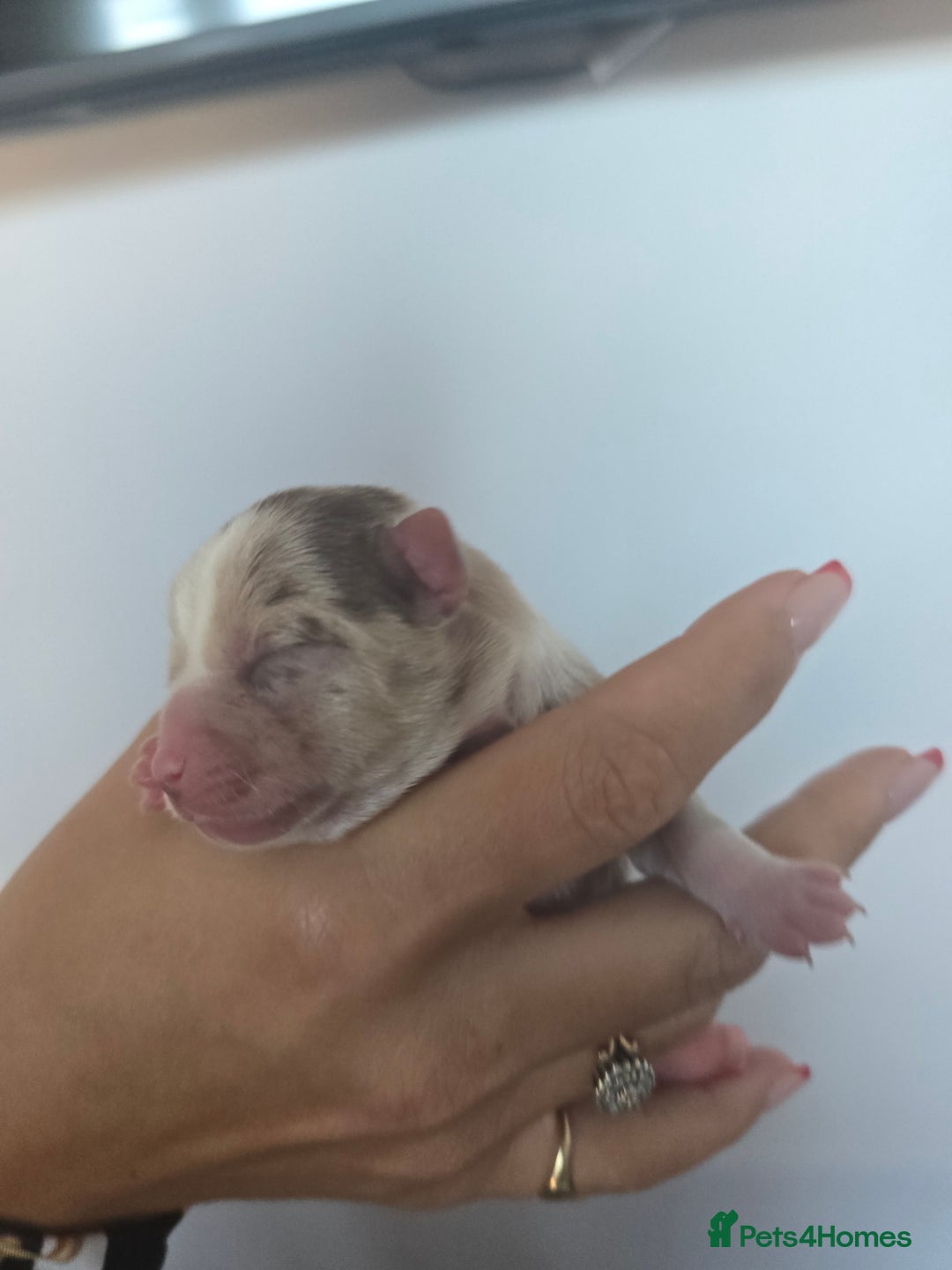 Chihuahua dogs for sale: Cup Chihuahua mini - Image 31