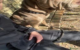 Mixed Breed dogs for sale: Gorgeous woman loving dog - Advert 2