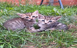 Mixed Breed cats for sale: Half Bengal kittens  - Image 2