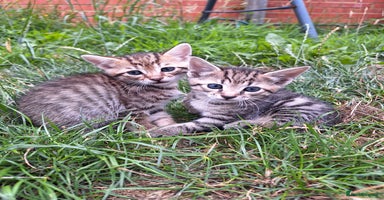 Mixed Breed cats - Advert 16