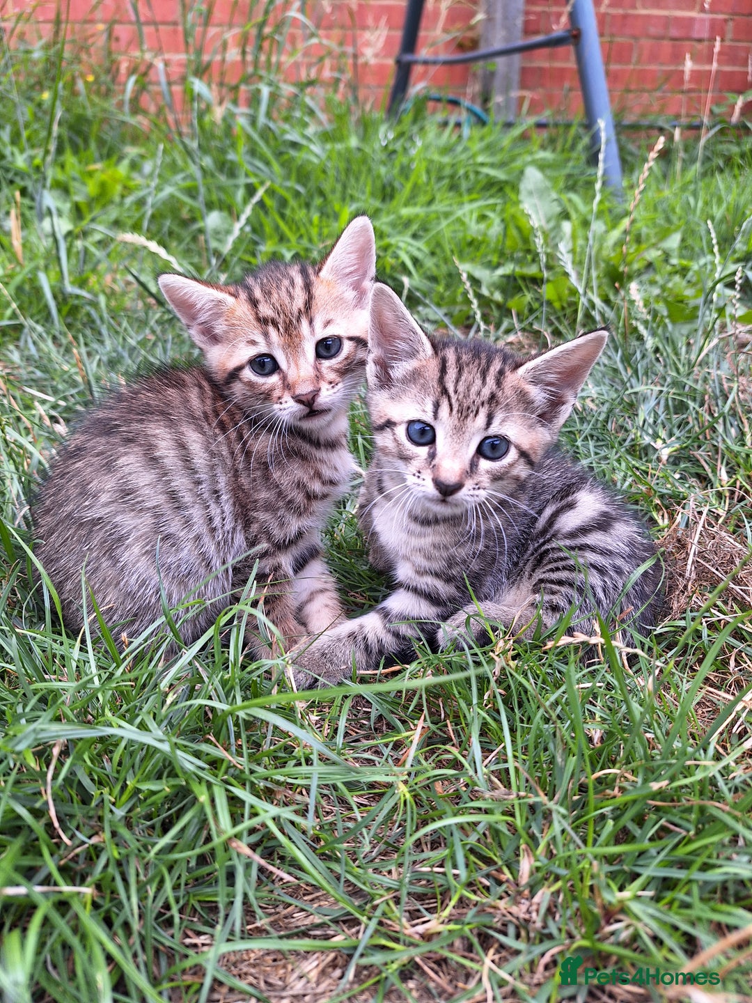 Mixed Breed cats for sale: Half Bengal kittens  - Image 2