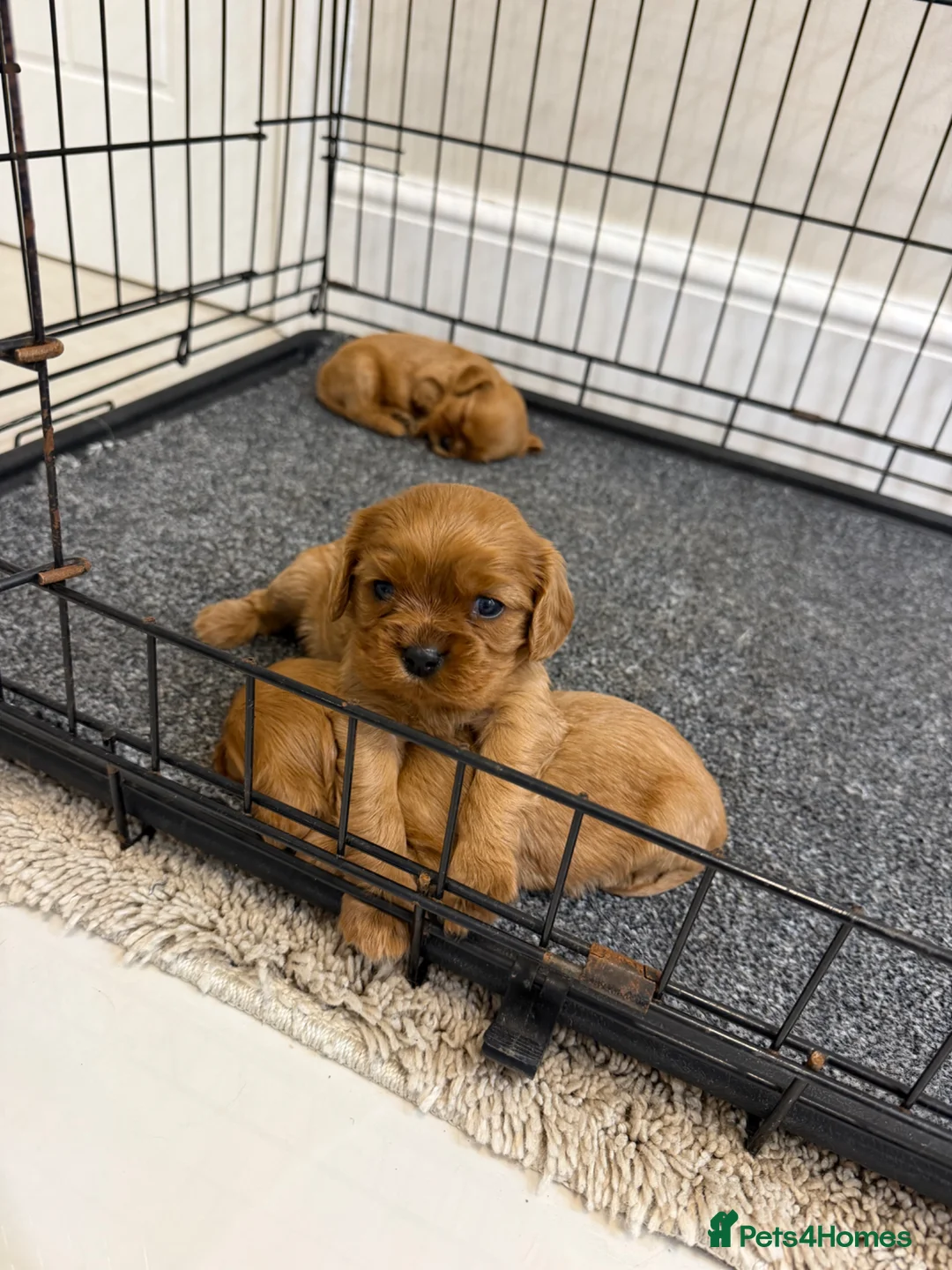 Cavalier King Charles Spaniel dogs for sale: Cavalier King Charles Ruby Puppys - Advert 27