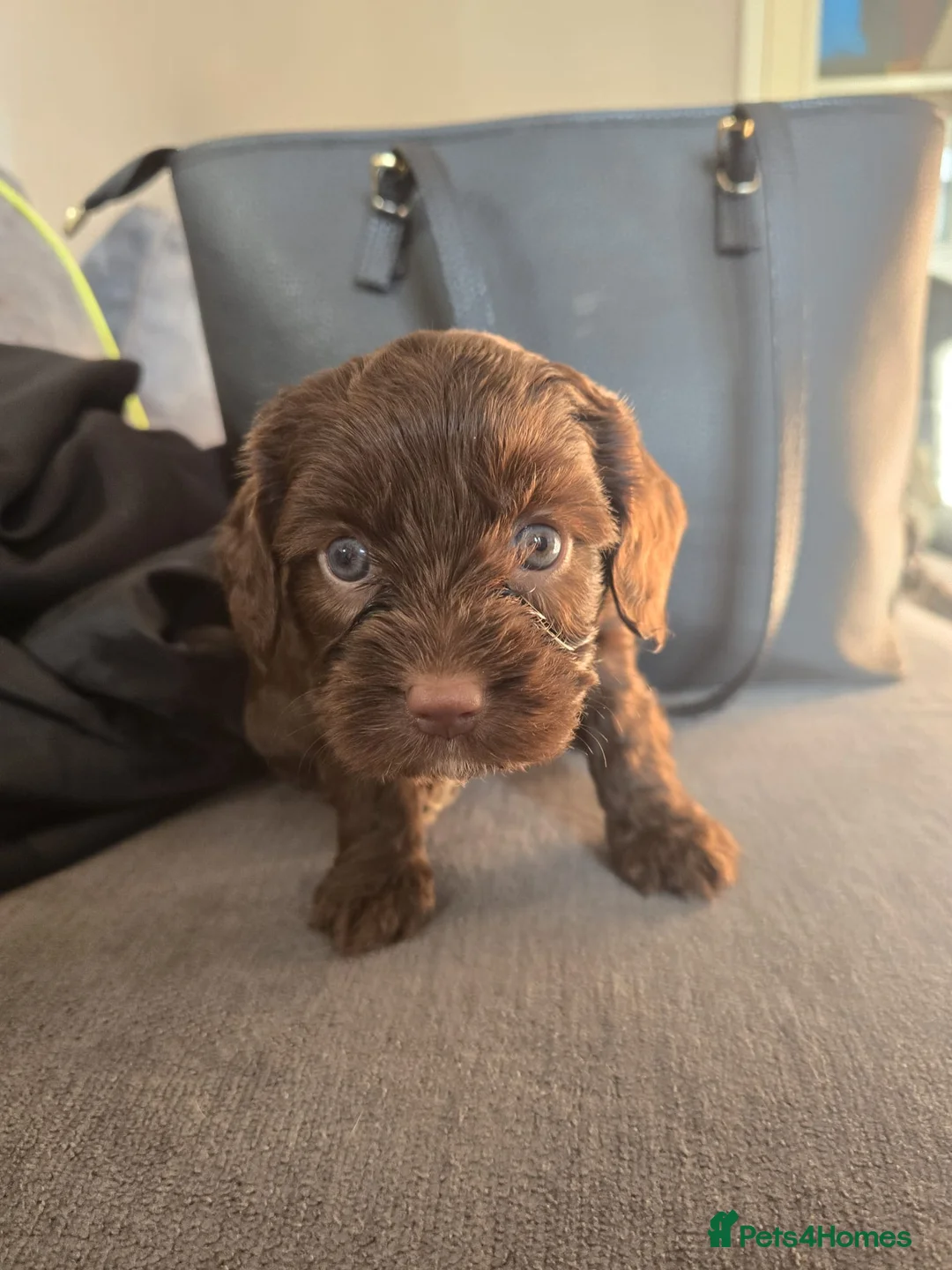 Cockapoo dogs for sale: Stunning cockerpoos - Advert 2