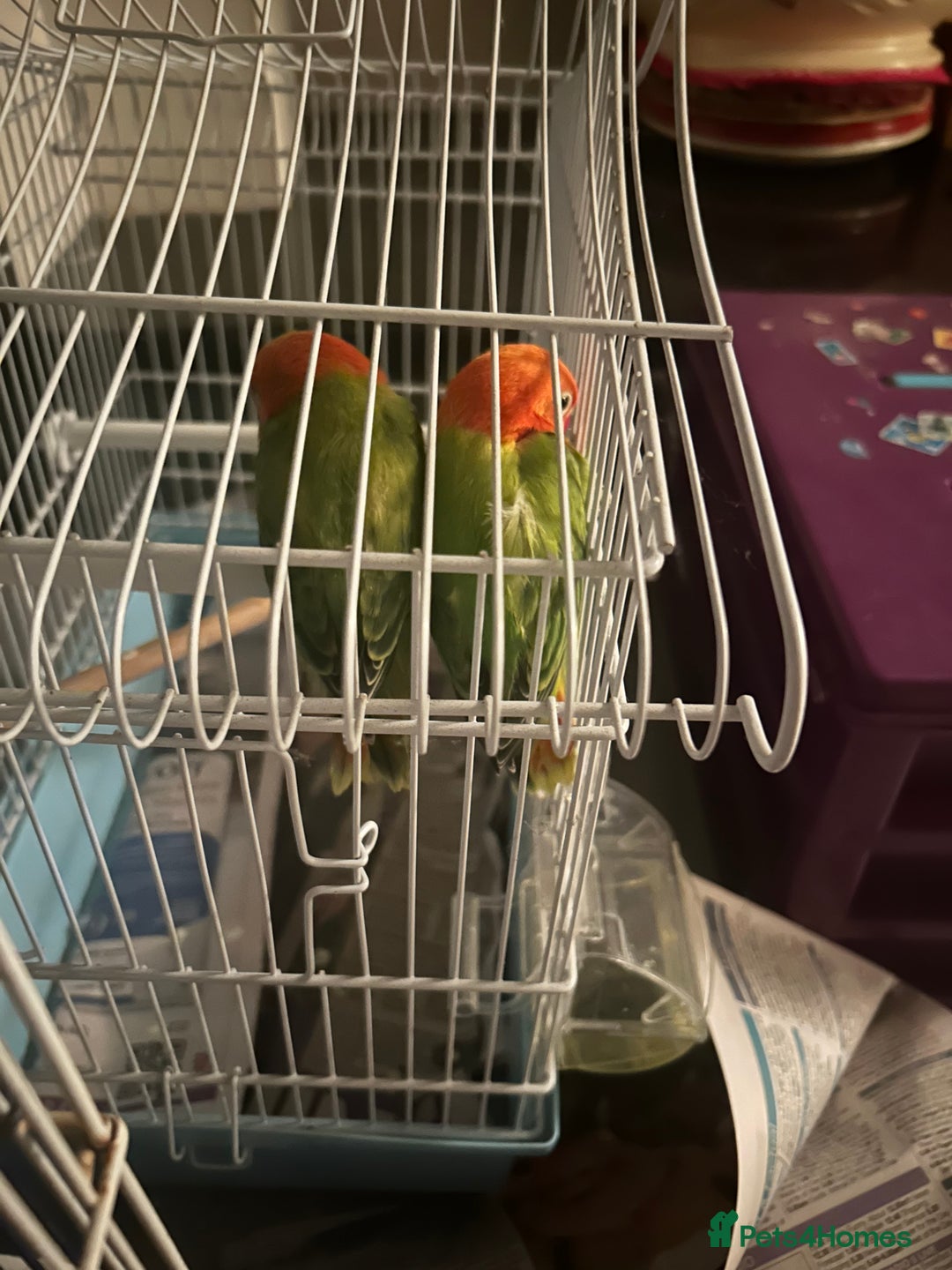 Lovebirds birds for sale: Bird hidden  - Image 1