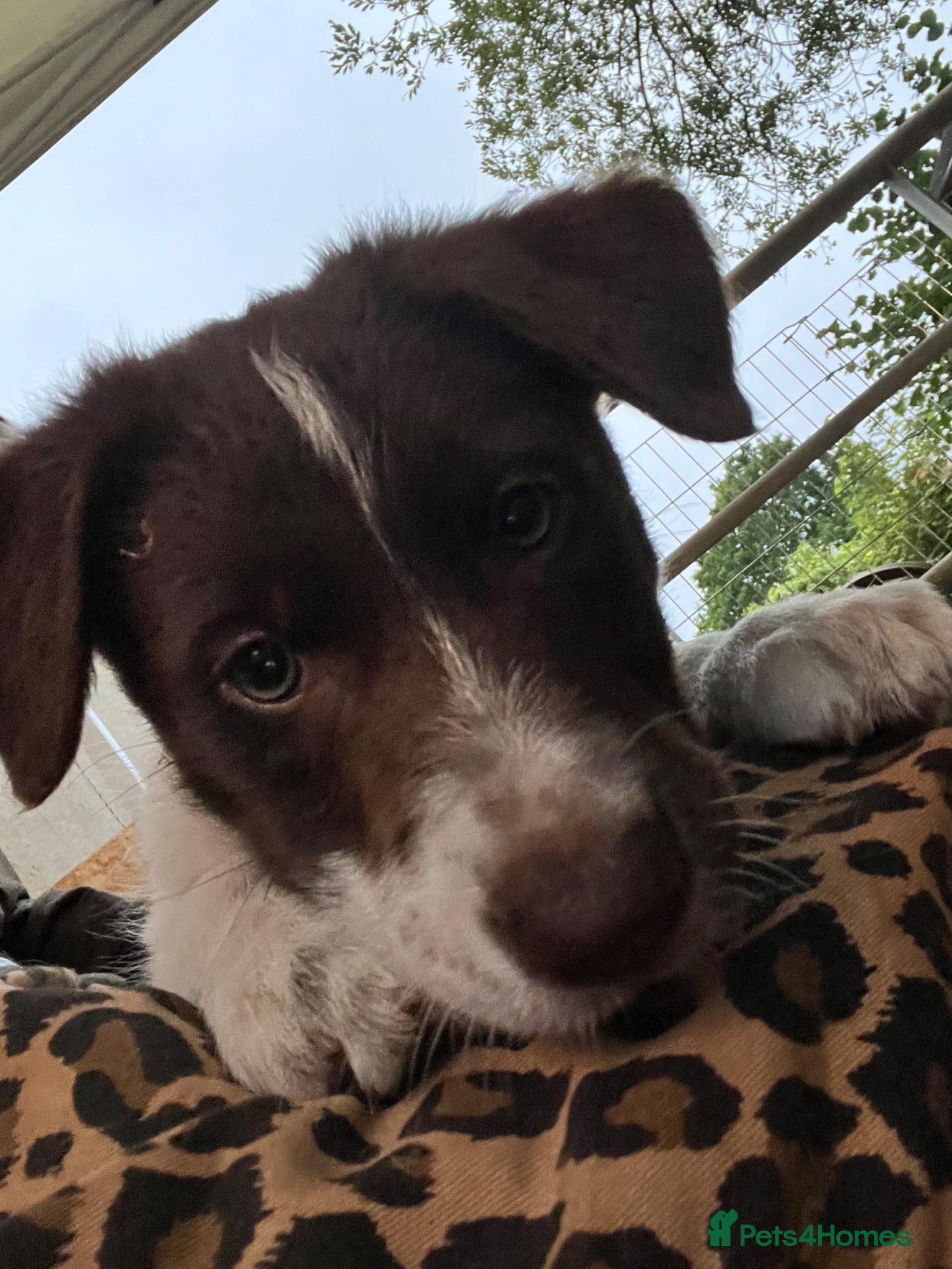 Border Collie dogs ISDS/KC Border Collie puppies for sale  - Advert 2