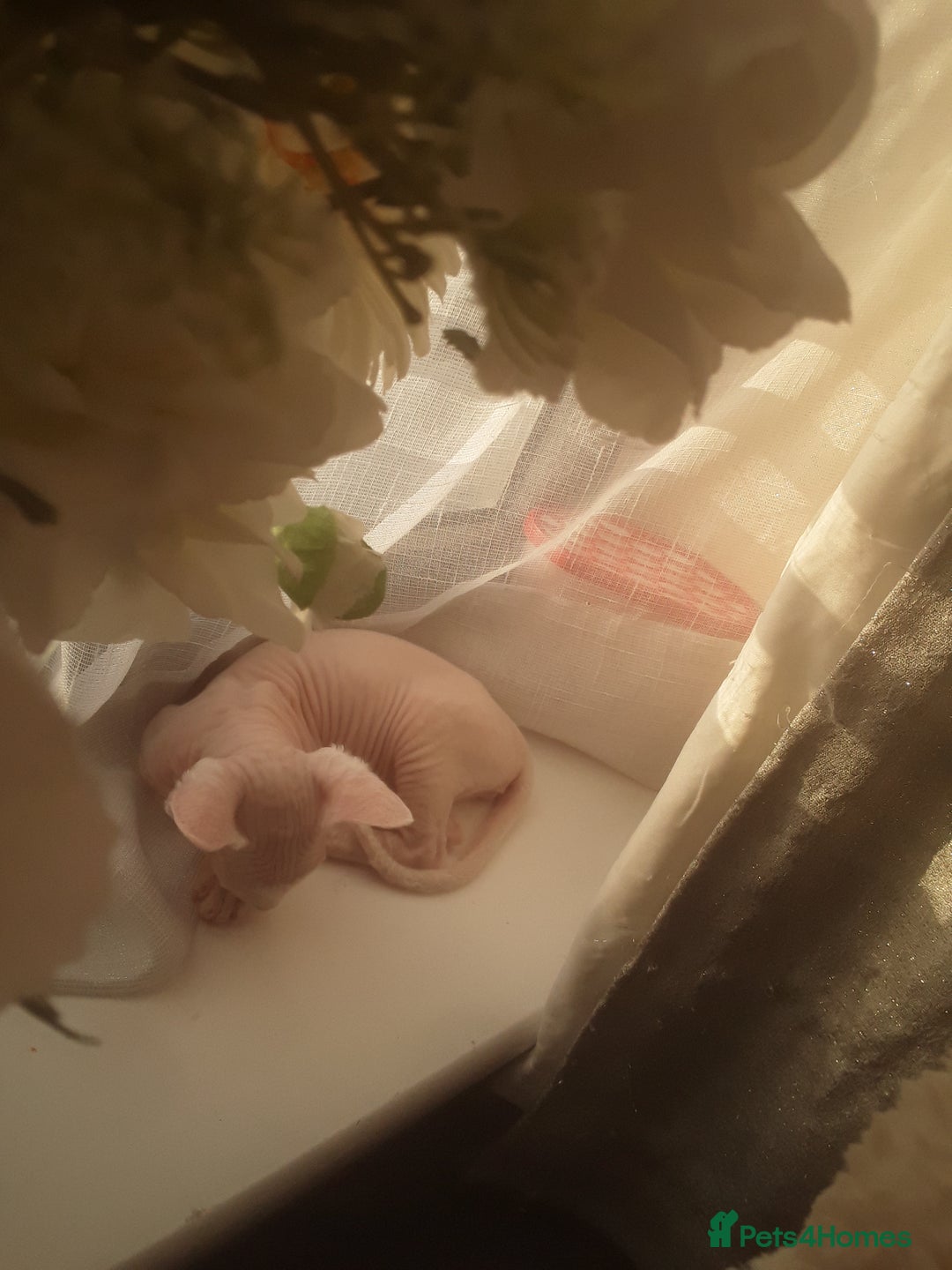 Sphynx cats for sale: Shuga Candi - Image 5