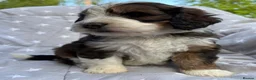 Bernedoodle dogs for sale: Bernedoodle puppies. F1b. Home reared, DNA tested  - Advert 3