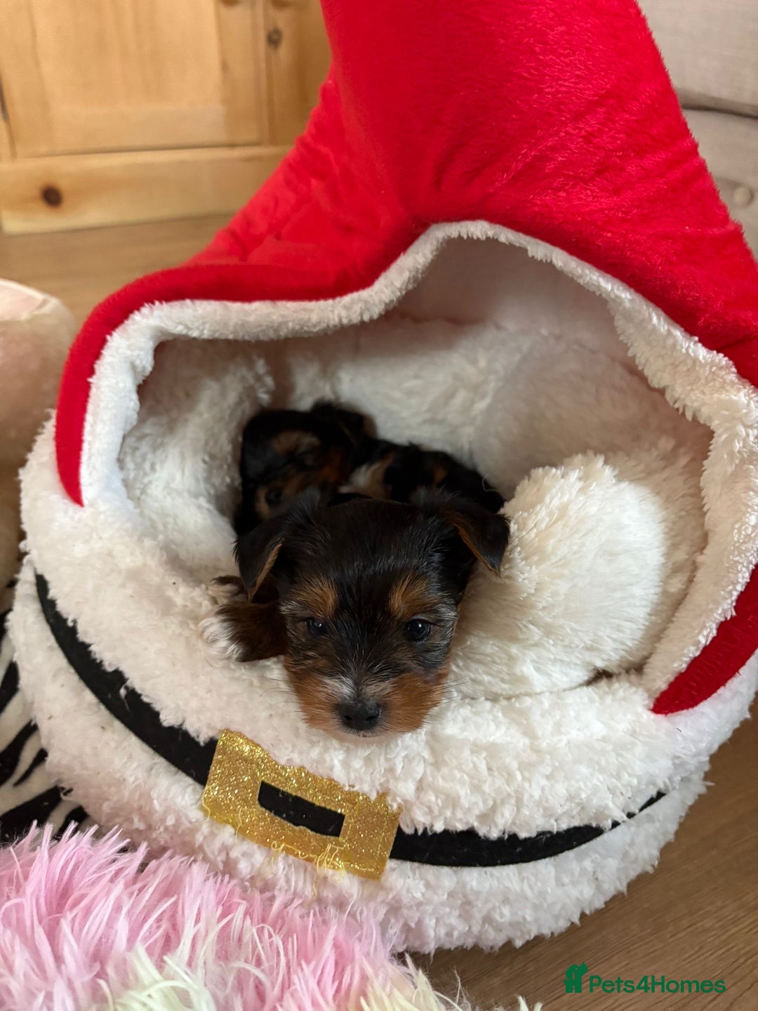 Yorkshire Terrier dogs for sale: Miniature Yorkshire Terriers - Advert 3