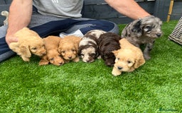 Cockapoo dogs for sale: ⭐️ 7 beautiful cockapoo puppies ⭐️  - Image 1