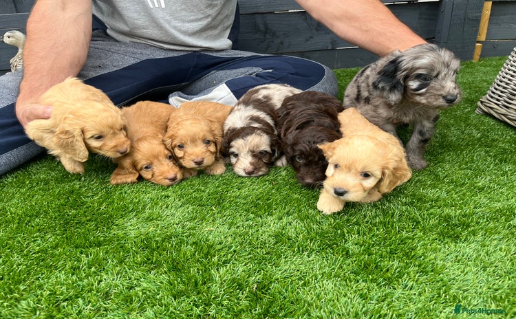 Cockapoo dogs - Advert 1