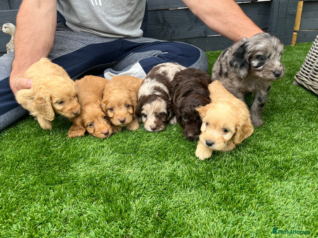 Cockapoo dogs for sale: ⭐️ 7 beautiful cockapoo puppies ⭐️  - Image 1