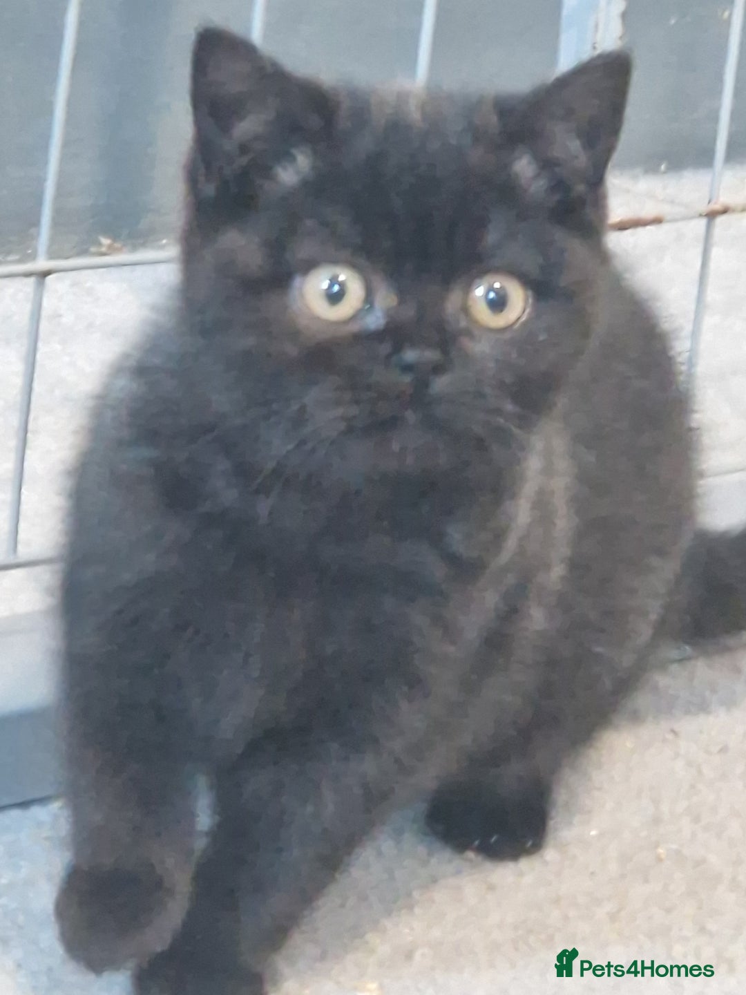 British Shorthair cats for sale: British Shorthair Kittens - Advert 9