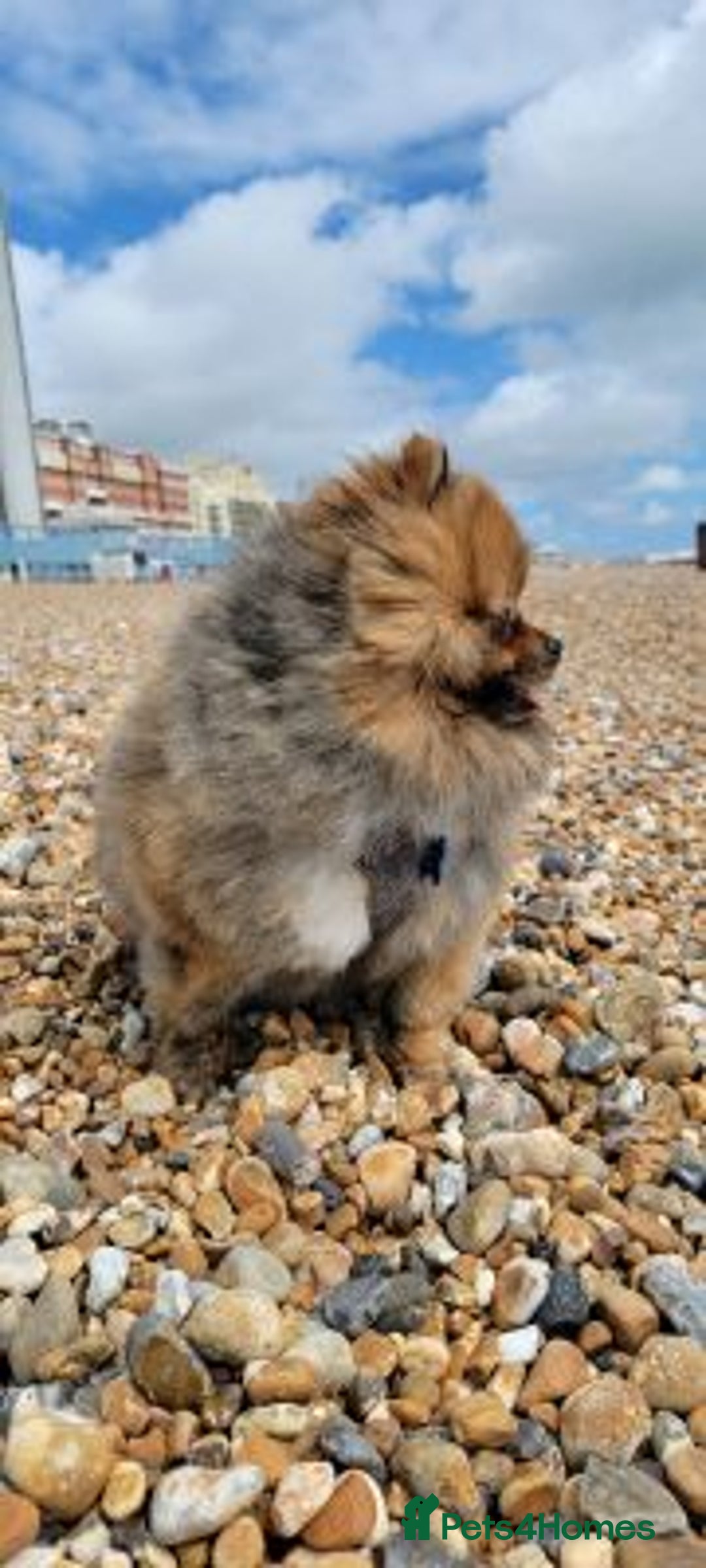 Pomeranian dogs for sale: Happy Pomeranian girl available - Advert 2