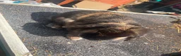 Mixed Breed rabbits for sale: Mix rabbits please read listing  - Advert 14