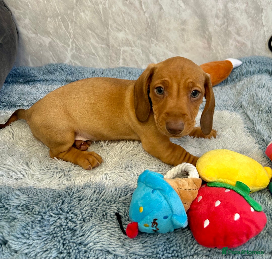 Miniature Dachshund dogs for sale: Miniature dachshund puppies  - Image 16