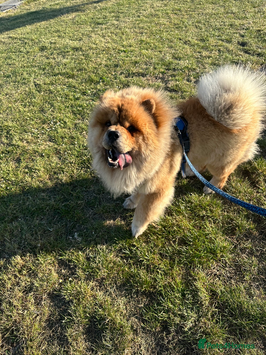 Chow Chow dogs for sale: Fluffy boy  - Image 2