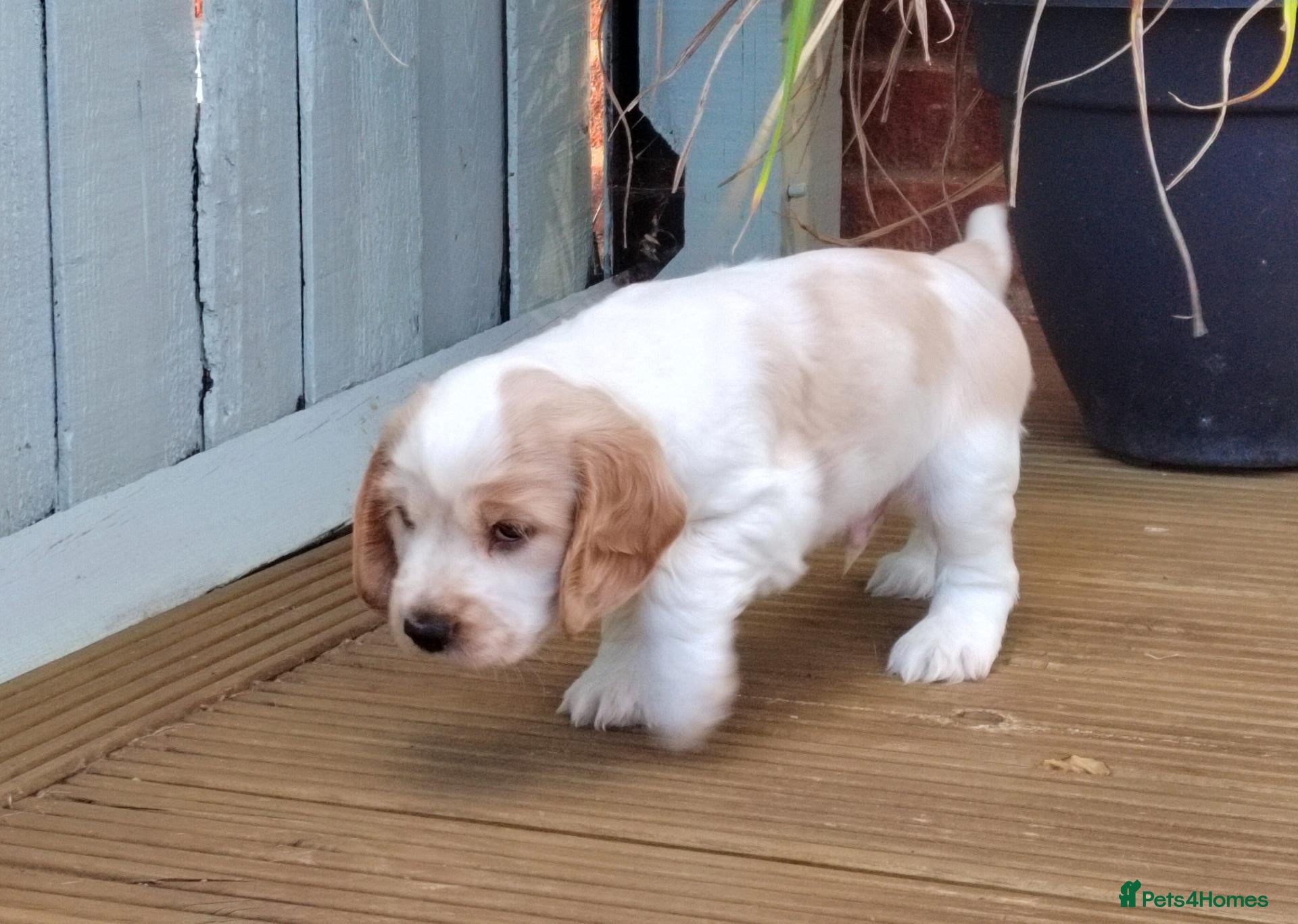 Cocker Spaniel dogs KC REG COCKER SPANIEL MALE - Advert 8