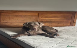 Weimaraner dogs for stud: Cole  - Image 4
