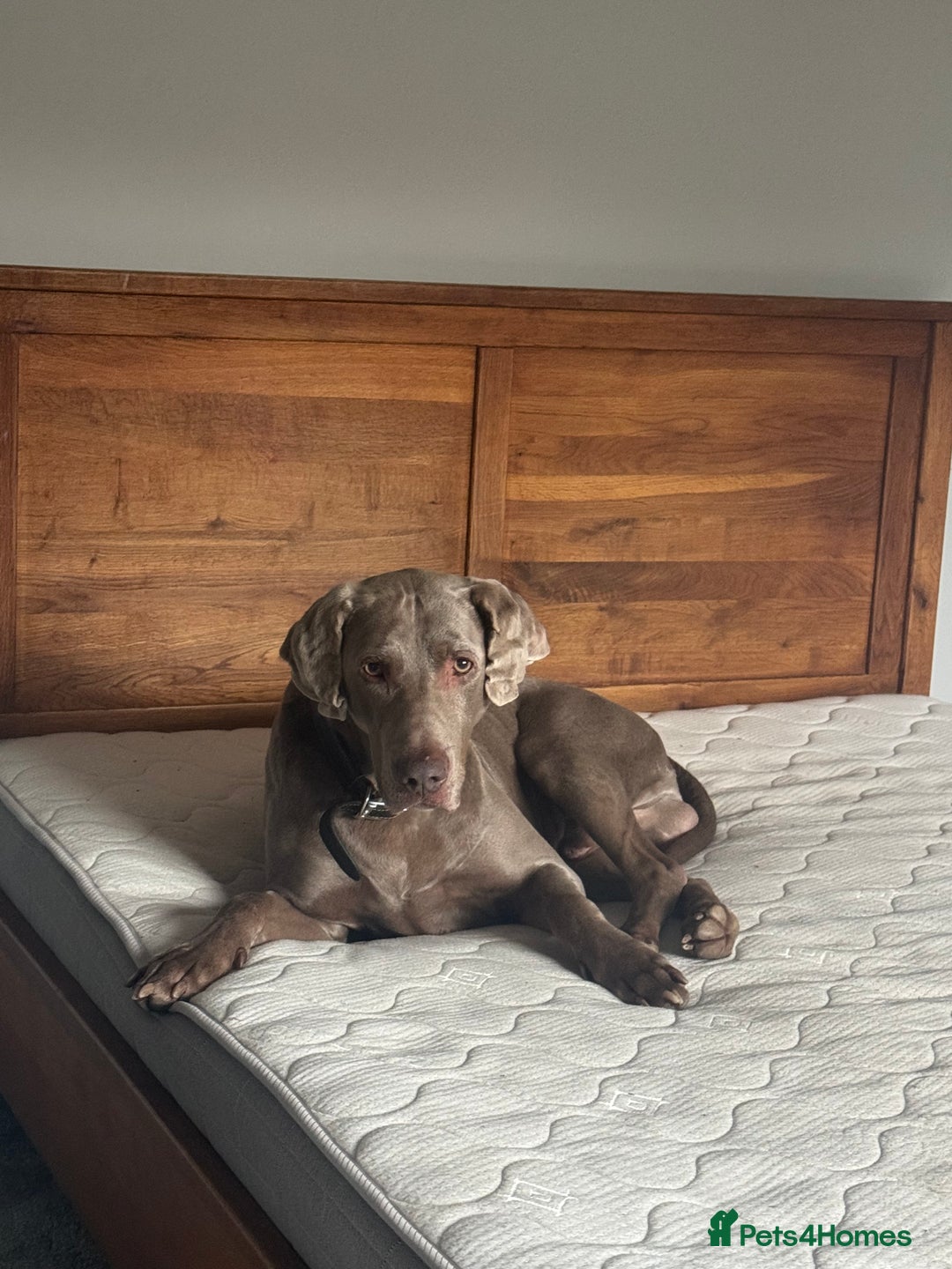 Weimaraner dogs for stud: Cole  - Image 4