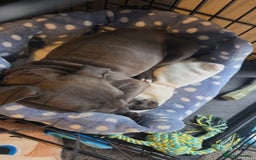 Staffordshire Bull Terrier dogs for sale: Shadow the staff for sale  - Image 4