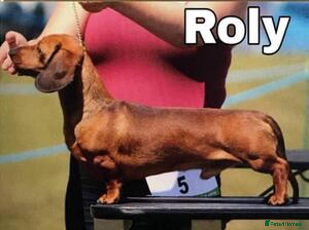 Miniature Dachshund dogs for sale: KC Registered miniature dachshunds for sale  - Advert 10