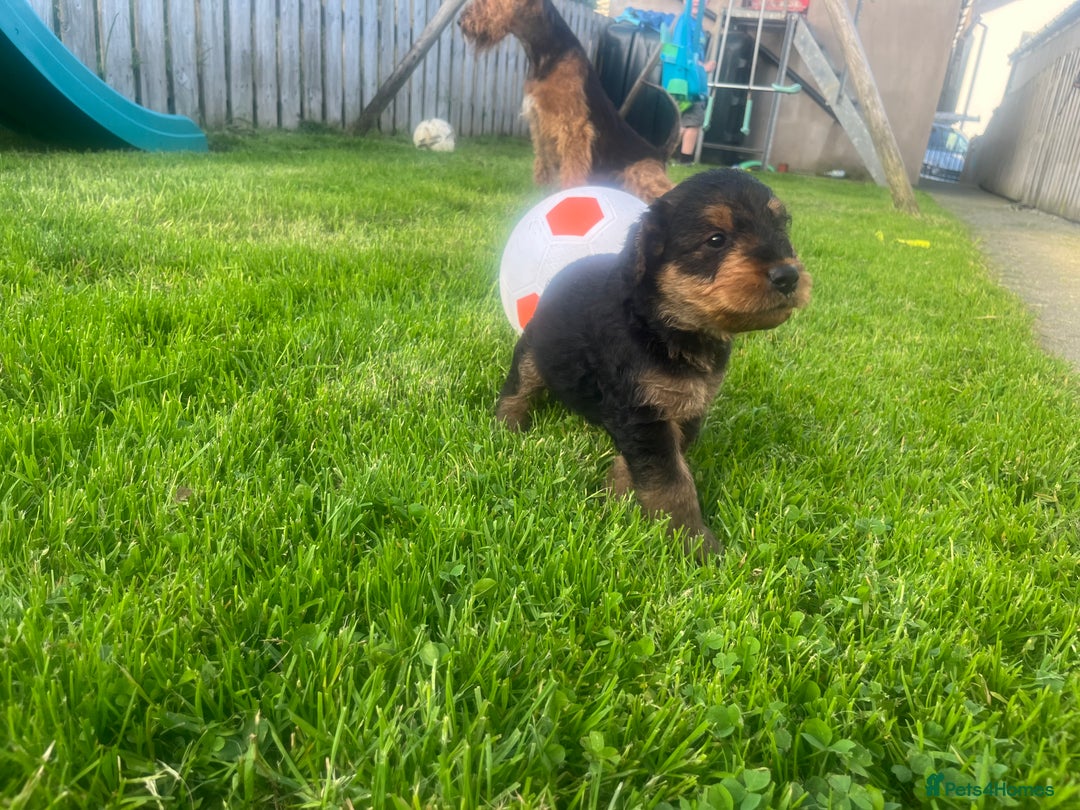 Airedale Terrier dogs for sale: Airedale Terrier Puppy 9 - Quality Airedale terrier pups - Image 30