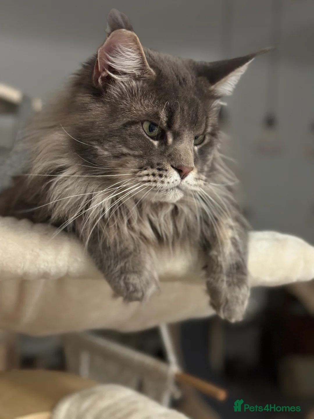 Maine Coon cats for stud: 🔥Beautiful stud Maine Coon ❤️ in Northampton - Advert 9