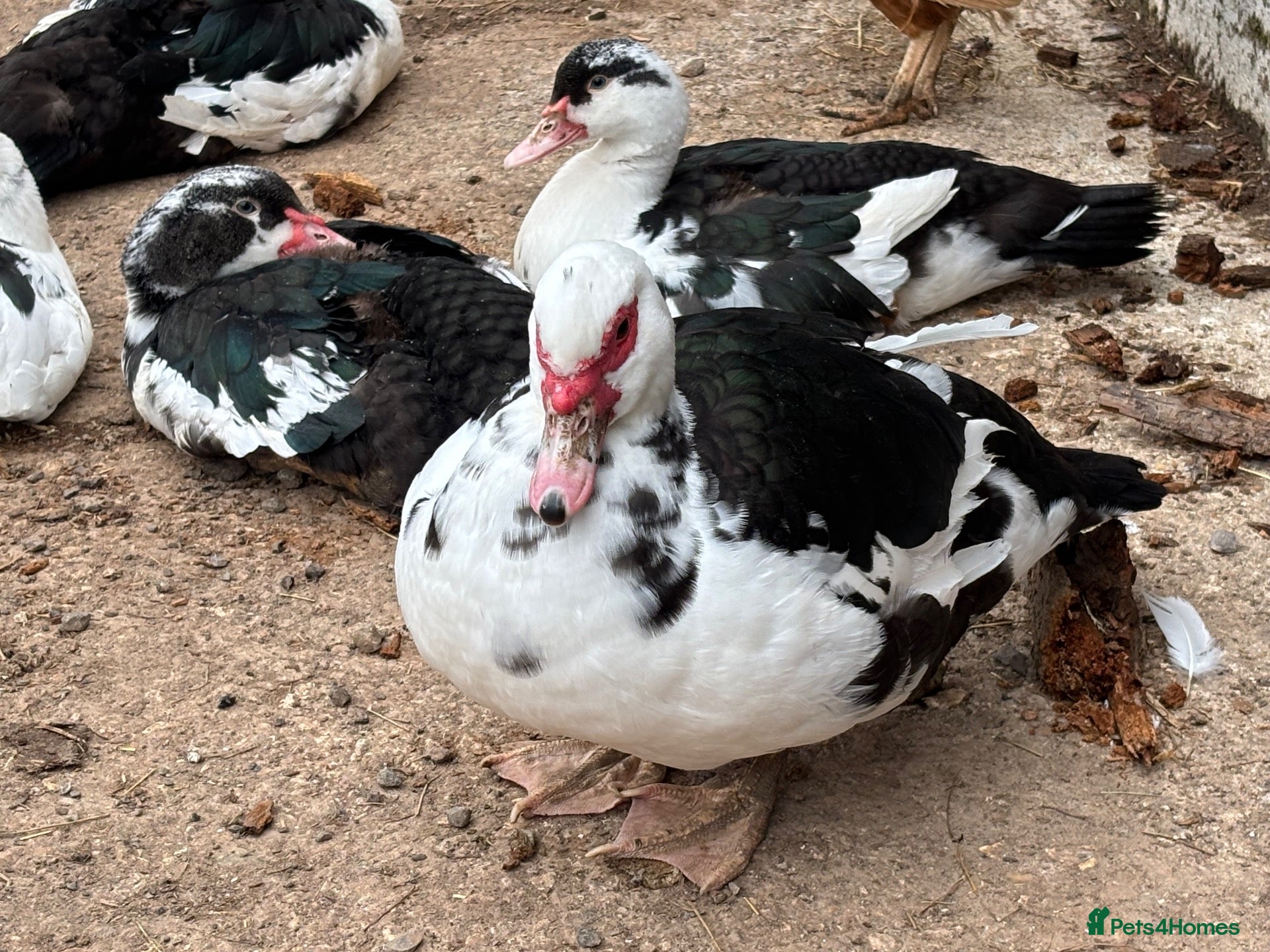 Ducks poultry Muscovy Ducks - Advert 1