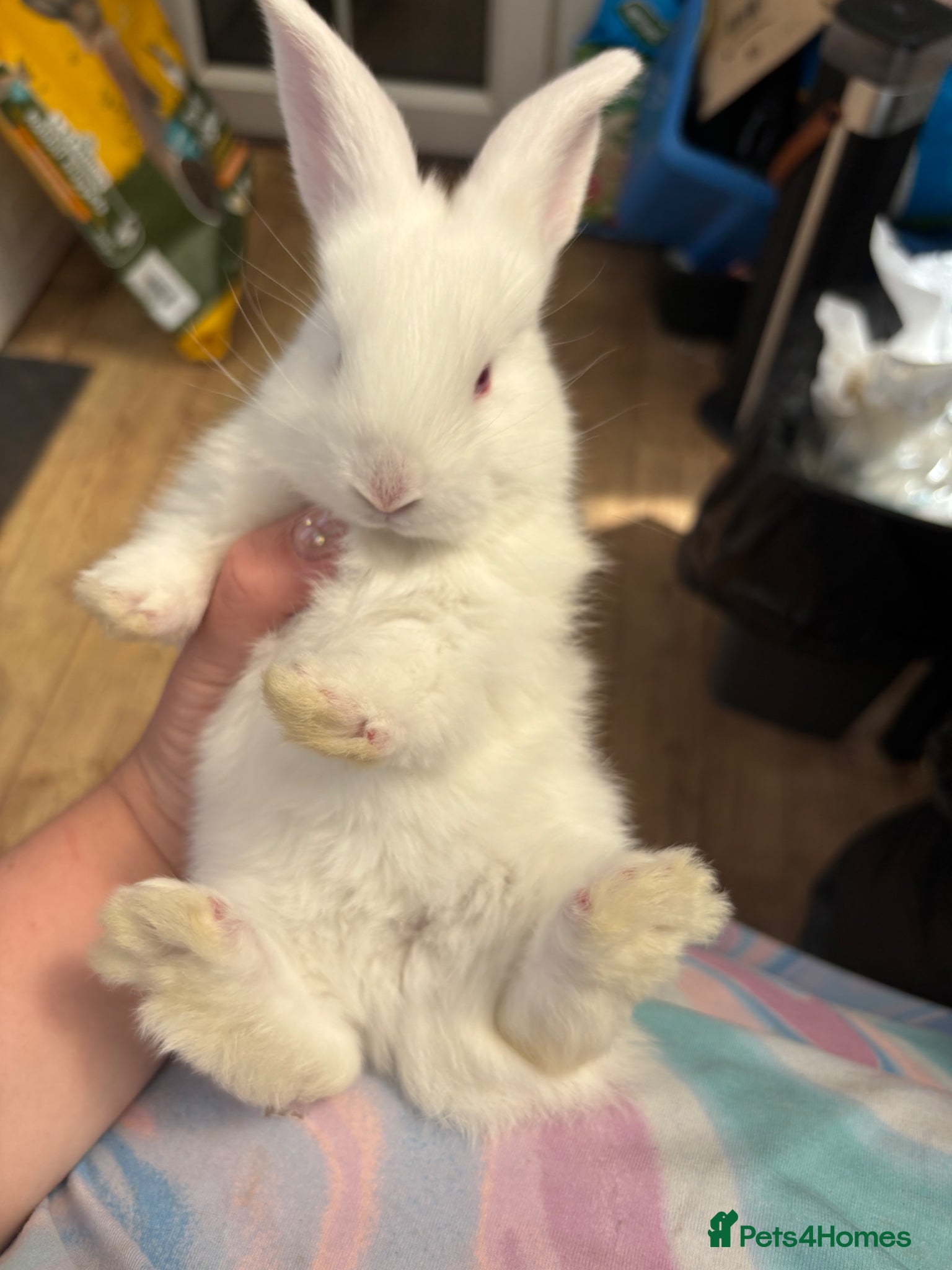 Continental Giant rabbits Mixed Sex Pure Continental Giants  - Advert 1